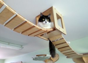 cat_jungle_gym_2.jpg