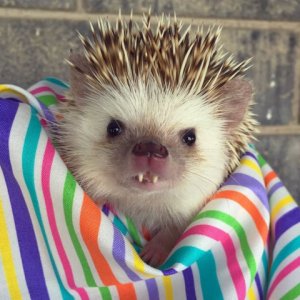 vampire-hedgehog-fangs-hodge-huffington-25.jpg