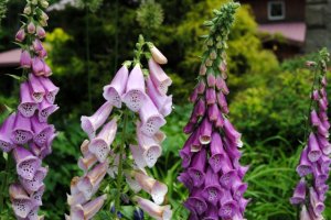 digitalis.jpg