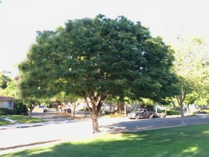 zelkova_tree.jpg