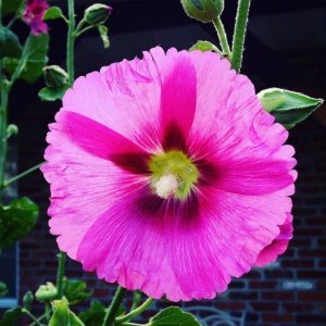 hollyhock.jpg