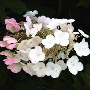 hydrangeaoakleaf.jpg