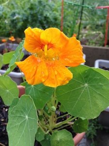 nasturtium1.jpg