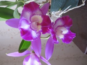 img_11991.jpg