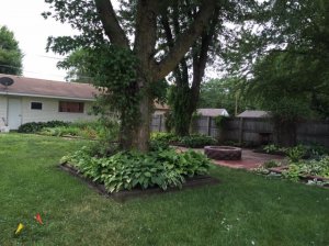 backyard5.jpg