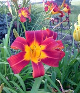daylily1.jpg