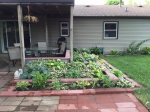 backyard16.jpg