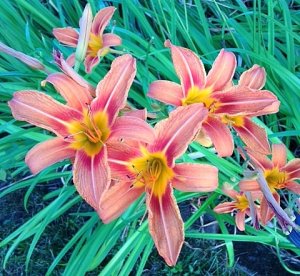 tigerlilies.jpg