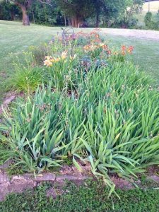 perennialgarden.jpg