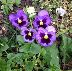 pansies.jpg