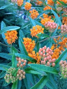 butterflyweed.jpg