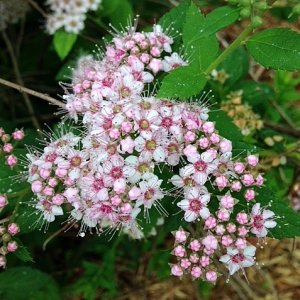 spirea.jpg