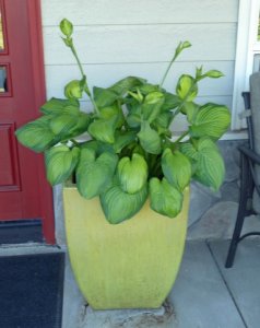 hosta.jpg