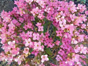 kalanchoe.jpg