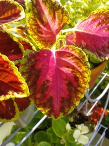 coleus.jpg