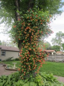 honeysuckle.jpg