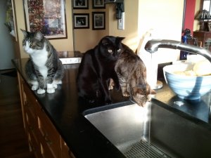 bobby_frankie_tommy_water_0.jpg