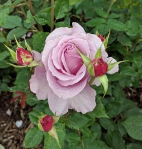 rose_15.jpg