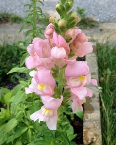 snapdragon2.jpg