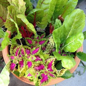 pschardcoleus.jpg
