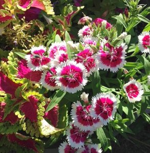 pscoleusdianthus.jpg