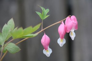 img_12054.jpg