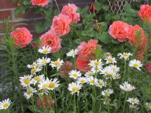 img_12069.jpg