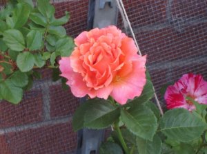 img_2002_2.jpg