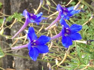 img_12093.jpg
