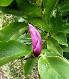pink_magnolia_bud.jpg