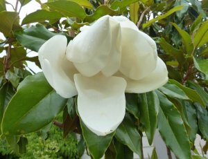 white_magnolia.jpg
