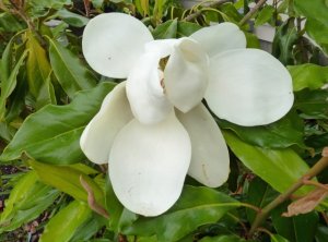 white_magnolia_2.jpg