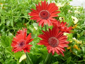shasta_daisies.jpg