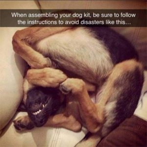 dogkit.jpeg