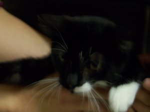 sumbsnewkittyface.jpg