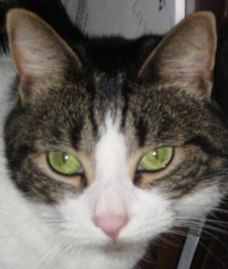 Cat eyes 023.jpg