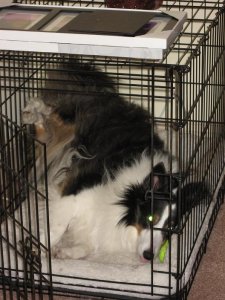 nicky crate.JPG