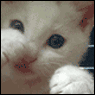 cat_boxing.gif