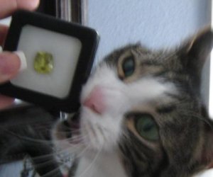 Cat eyes 049.jpg