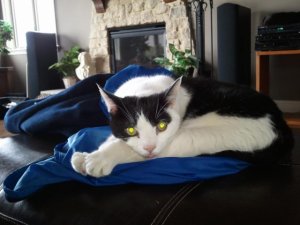 fredandhisglowyeyesrelaxingatbeachhouse.jpg