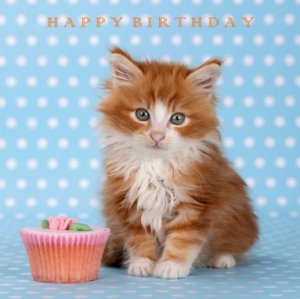 maine-coon-kitten-birthday-card_487989.jpg