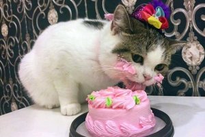 kitten_and_birthday_cake.jpg