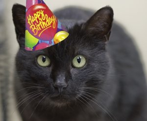 happy_birthday_chicago_cat_rescue.jpg