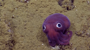 purple_squid.png