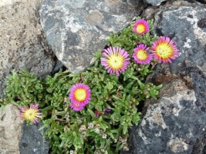 pink_ice_plant.jpg