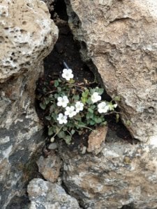 rock_cress.jpg