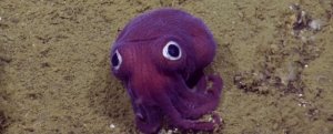 googlyeyedstubbysquid.jpg googlyeyedstubbysquid.jpg