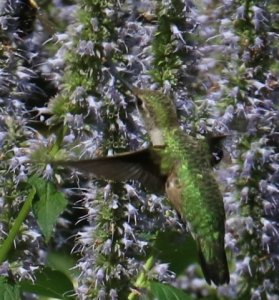 img_12550.jpg
