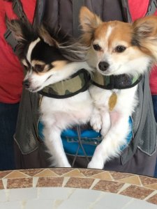 oceangrovedoggies.jpg oceangrovedoggies.jpg