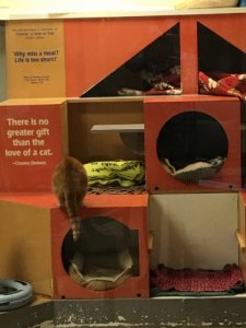 tabbysplacekitties.jpg